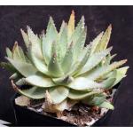 Aloe brevifolia var. depressa one-gallon pots