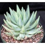 Aloe brevifolia (variegated) 8-inch pots