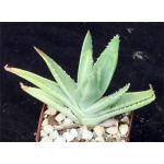 Aloe brevifolia (variegated) 3-inch pots