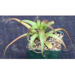 Aloe bruynsii 4-inch pots