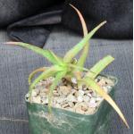 Aloe bruynsii 4-inch pots
