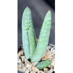 Aloe buhrii 2-inch pots