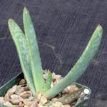 Aloe buhrii 4-inch pots