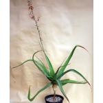 Aloe bulbillifera var. bulbillifera 2-gallon pots