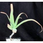Aloe bulbillifera var. bulbillifera one-gallon pots