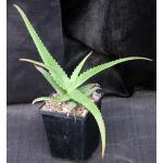 Aloe bulbillifera var. bulbillifera 5-inch pots