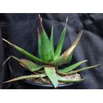 Aloe bussei 2-gallon pots