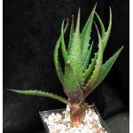 Aloe bussei 5-inch pots