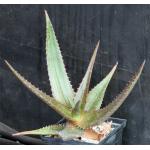 Aloe bussei 5-inch pots