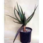 Aloe butiabana 2-gallon pots