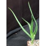 Aloe cameronii var. cameronii 4-inch pots