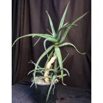 Aloe camperi 3-gallon pots