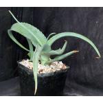 Aloe canarina one-gallon pots