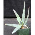 Aloe capitata var. capitata 4-inch pots
