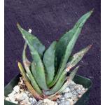 Aloe capitata var. quartziticola 4-inch pots