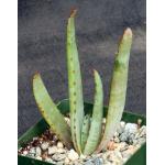 Aloe capitata var. quartziticola 4-inch pots