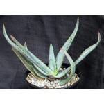 Aloe capitata var. quartziticola 6-inch pots