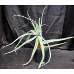 Aloe castanea 2-gallon pots