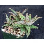 Aloe castilloniae 4-inch pots