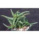 Aloe castilloniae (Castillon) 4-inch pots