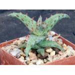 Aloe castilloniae 4-inch pots