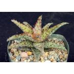 Aloe castilloniae 5-inch pots