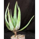 Aloe chaubaudii var. chaubaudii one-gallon pots
