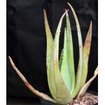 Aloe chrysostachys one-gallon pots