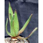 Aloe cipolinicola one-gallon pots