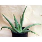 Aloe citrina 2-gallon pots