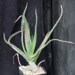 Aloe clarkei one-gallon pots