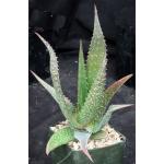 Aloe classenii 5-inch pots