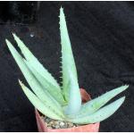 Aloe claviflora 5-inch pots