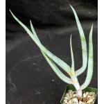 Aloe comosa 4-inch pots