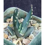 Aloe comptonii 2-inch pots