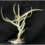 Aloe confusa 5-inch pots
