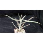 Aloe confusa 4-inch pots
