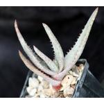 Aloe conifera 4-inch pots
