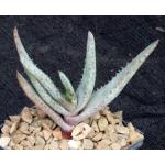 Aloe conifera 4-inch pots