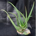 Aloe cryptopoda one-gallon pots