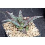 Aloe cv AJR 5-inch pots