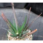 Aloe cv Black Beauty 5-inch pots