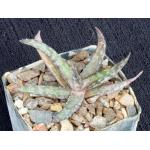Aloe cv Blue Hawaii 3-inch pots