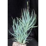 Aloe cv Blue Elf one-gallon pots