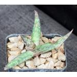 Aloe cv Blue Hawaii 2-inch pots