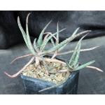 Aloe cv Blue Hawaii 5-inch pots