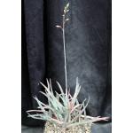 Aloe cv Blue Hawaii one-gallon pots