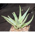 Aloe cv Bright Ember 5-inch pots