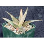 Aloe cv Bronze Beauty 4-inch pots