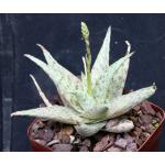 Aloe cv Dapple Green 4-inch pots
